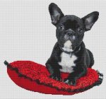 (image for) Spoiled - French Bulldog